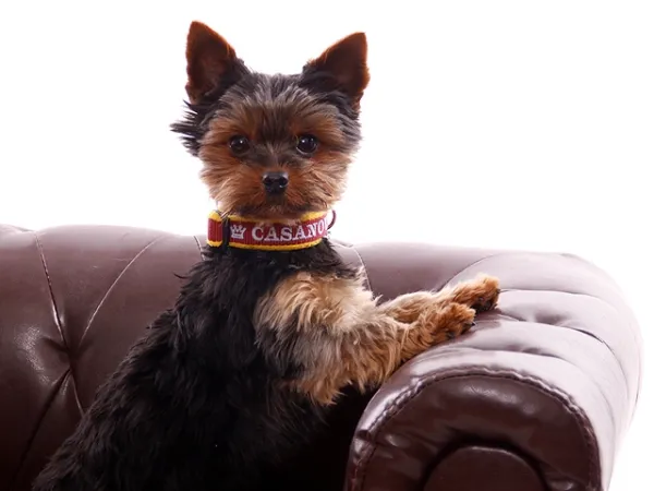 Yorkshire Terrier mit Hundehalsband Klickverschluss mit Namen Fleece Polsterung