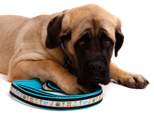 Hundeleine Cityleine Softshell Webband Borte Mastiff