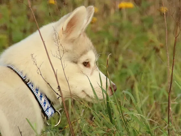 eRPaki Borte Halsband Zugstop 25mm OP am Hund