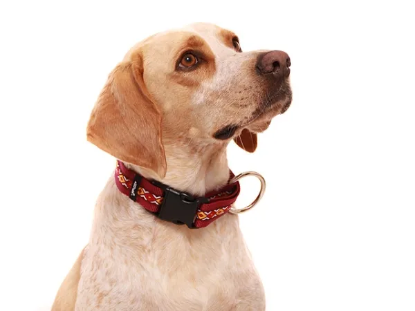 Langhaar Hundehalsband 30 mm mit Borte an einem Labrador