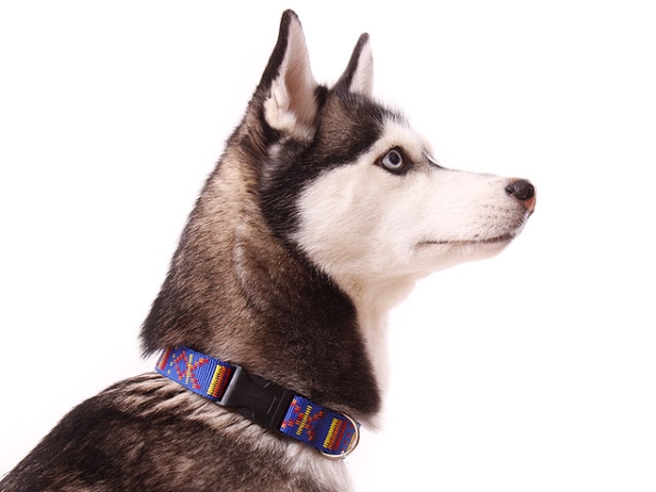 eRPaki Hundehalsband Klick 25mm OP