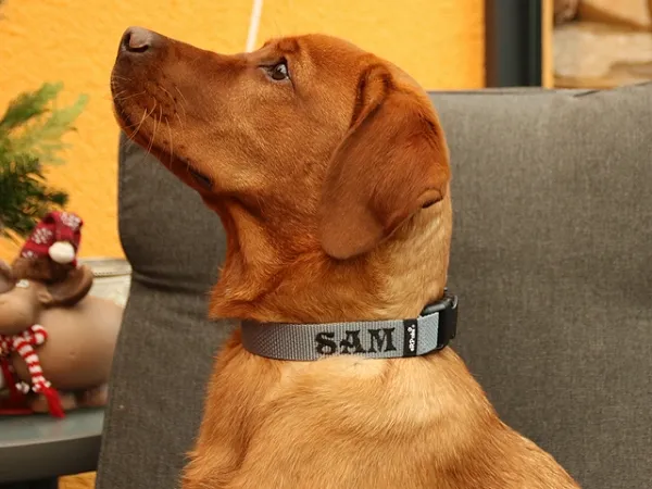 Namenshalsband Langhaar 25mm am Retriever