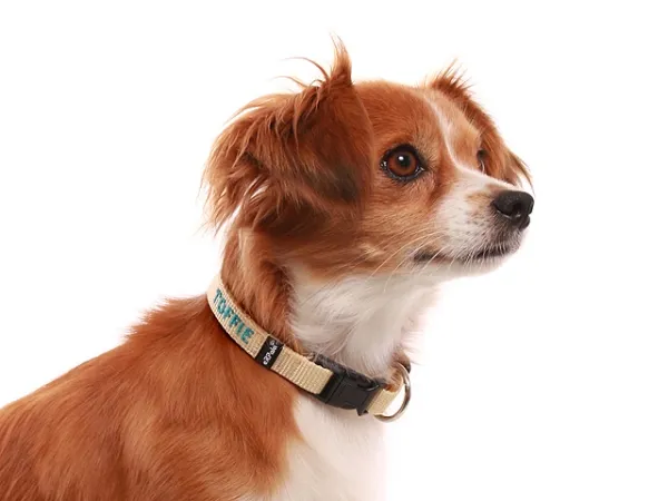 Namenshalsband Langhaar 15mm am kleinen Hund