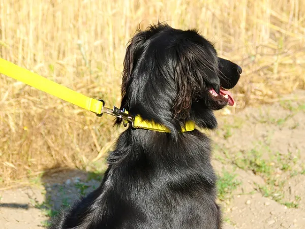 eRPaki BASIC Rettungshundeleine 20mm