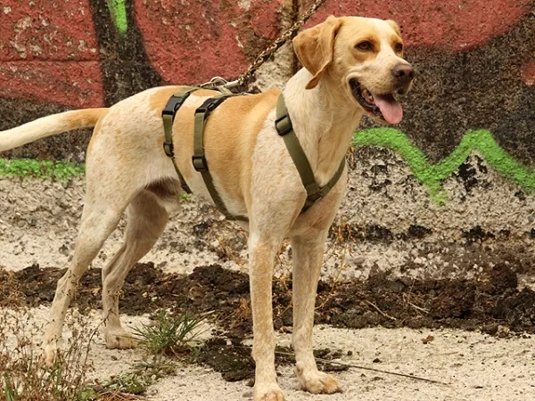 Sicherheitsgeschirr Hundegeschirr Führgeschirr Hund Sicherheitsgeschirr Hundegeschirr Führgeschirr Hund
