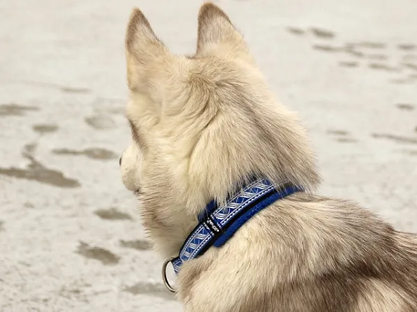 eRPaki® FLEECE Borte Hundehalsband Zugstopp 25mm