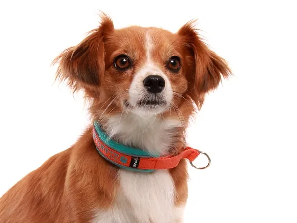 Zug Stopp Hundehalsband mit Namen weich Fleece reflektierend Welpen