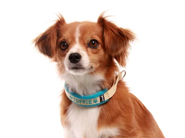 Zug Stopp Hundehalsband mit Namen weich Fleece Welpen