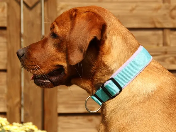 eRPaki Hundehalsband Zugstop 30mm MP