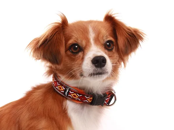 Hund Welpe mit eRPaki Hundehalsband Langhaar Borte ethno weinrot