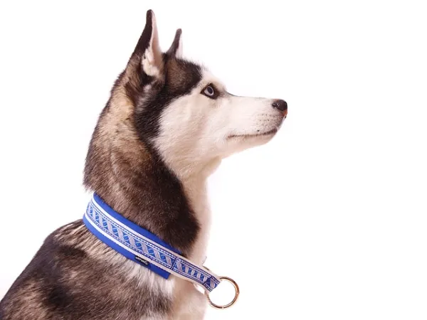 Hundehalsband Zugstopp Borte Webband Siberian Husky