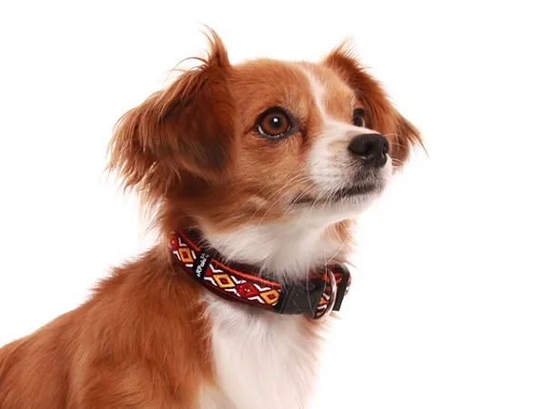 Hund Kleinhund mit eRPaki Hundehalsband Langhaar mit Borte unterlegt mit Softhell