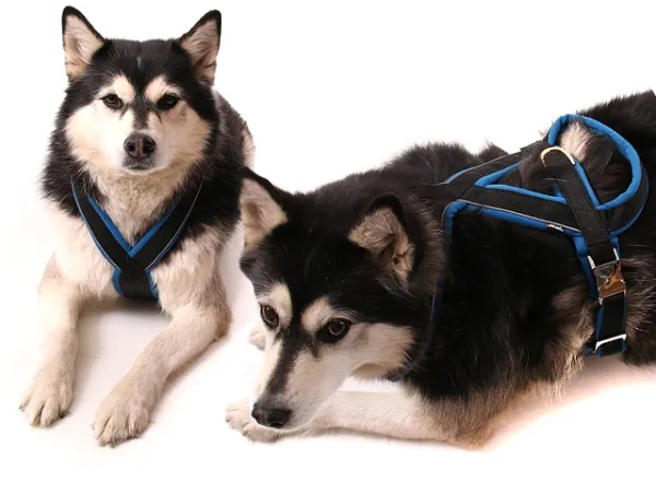 eRPaki PRO Flyball-Geschirr Double-Klick 25mm