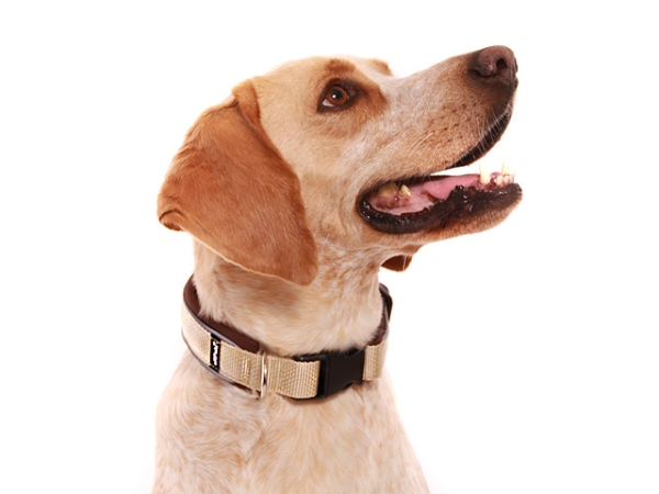eRPaki PRO Hundehalsband Klick 25mm - Reflektor