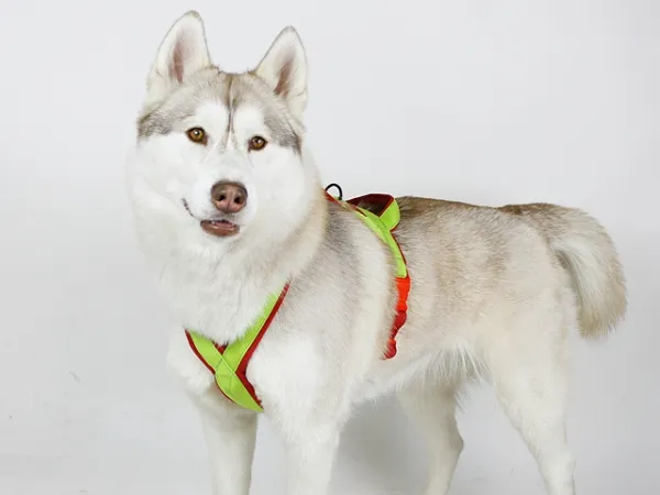 eRPaki PRO Flyball-Geschirr Double-Klick 25mm