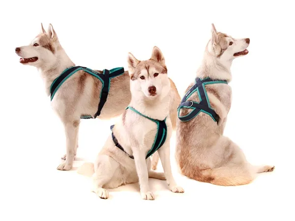 eRPaki PRO Flyball-Geschirr Double-Klick 25mm