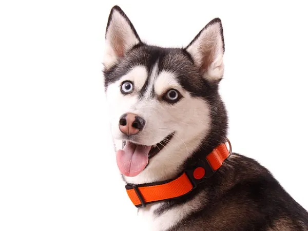 eRPaki PRO Hundehalsband Klick 25mm