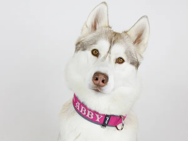 eRPaki PRO Namenshalsband geschlossen 30mm