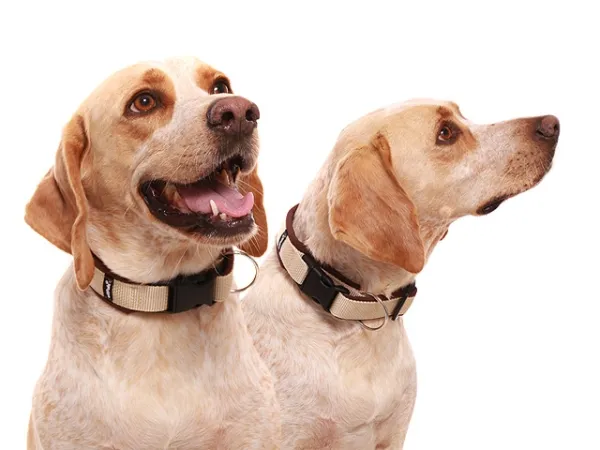 Hundehalsband Softshell Langhaar Hund Jagdhund Pointer beige braun