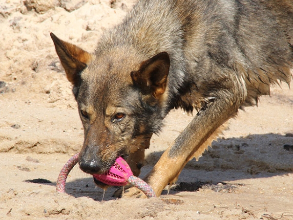 eRPaki Vollgummi Dental Rugbyball ein Griff