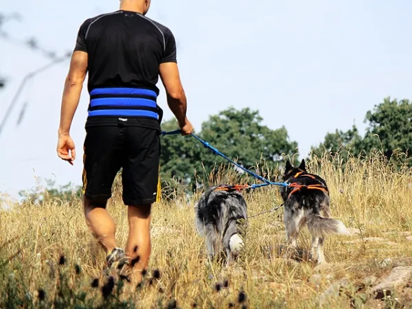 eRPaki PRO Jogginggurt Laufgurt CANICROSS