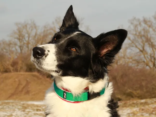 eRPaki® FLEECE Hundehalsband Langhaar 25mm - Reflektor