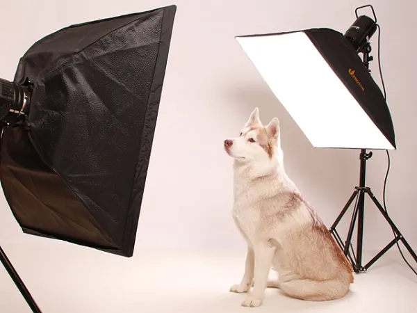 Fotoshooting Hund WHITE SENSATION