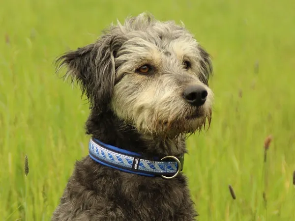 Hund Wolfshund mit Hundehalsband Klickverschluss und Borte Mittelalter silber blau