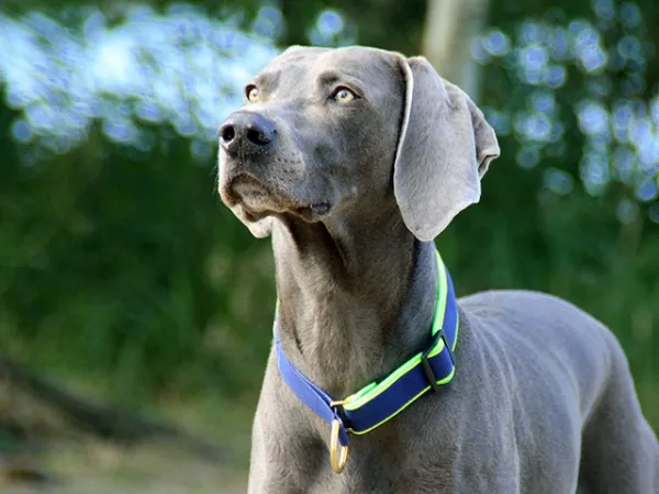 eRPaki PRO Hundehalsband Zugstop 30mm - Reflektor