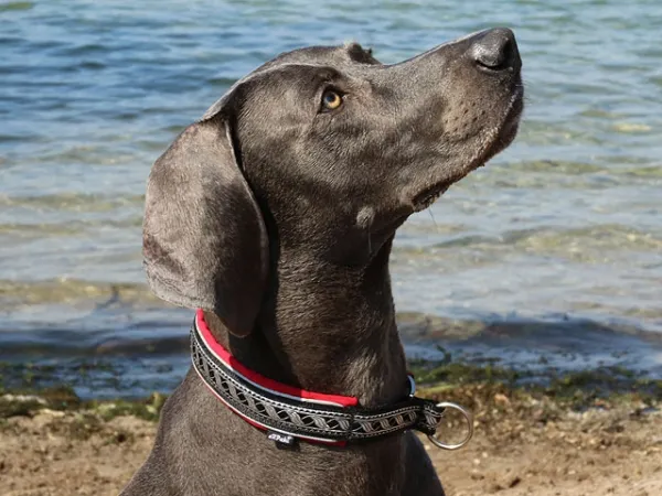 Hundehalsband Zugstopp Borte reflektierend Webband Mittelalter silber Weimaraner