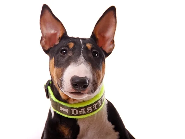 Bullterrier mit Hundehalsband Klickverschluss mit Namen Fleece Polsterung