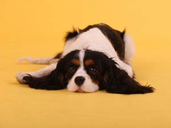 Fotoshooting Hund HAPPY YELLOW