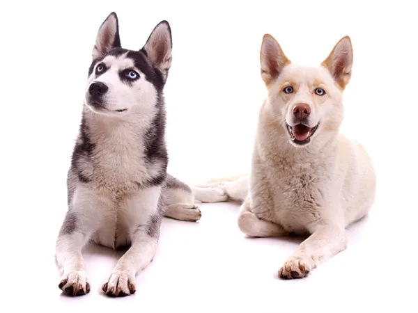 Fotoshooting Hund WHITE SENSATION