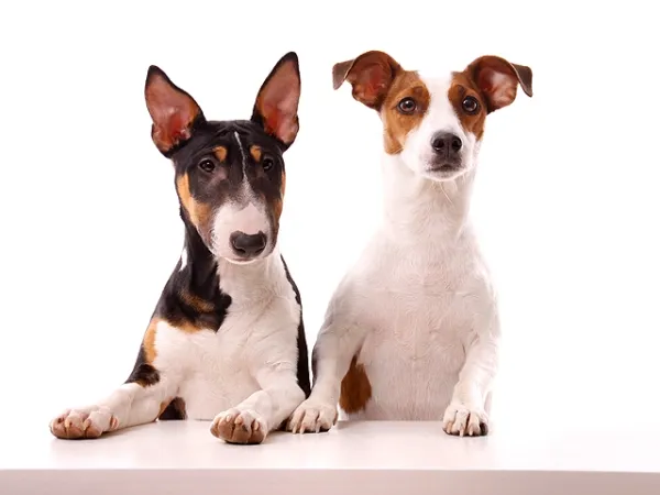 Fotoshooting Hund WHITE SENSATION
