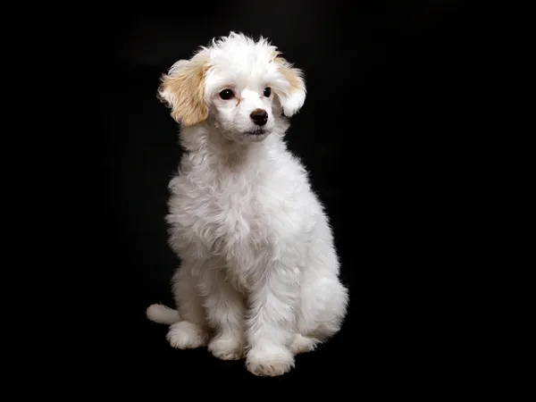 Fotoshooting Hund BLACK IS MY FAVOURITE