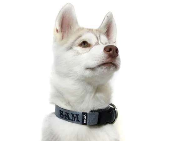Namenshalsband Langhaar 25mm am Husky