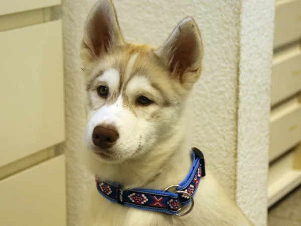 eRPaki Borte Halsband Zugstop 25mm OP am Husky