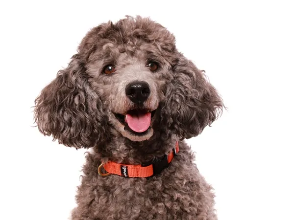 eRPaki BASIC Hundehalsband Klick 15mm