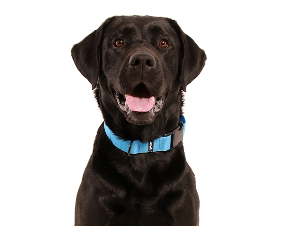 Hund Labrador mit eRPaki Hundehalsband blau 3cm breit mit Klickverschluss und schwarzem Ring