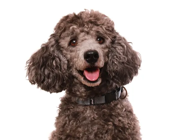 eRPaki® BASIC Hundehalsband Langhaar 15mm am Hund