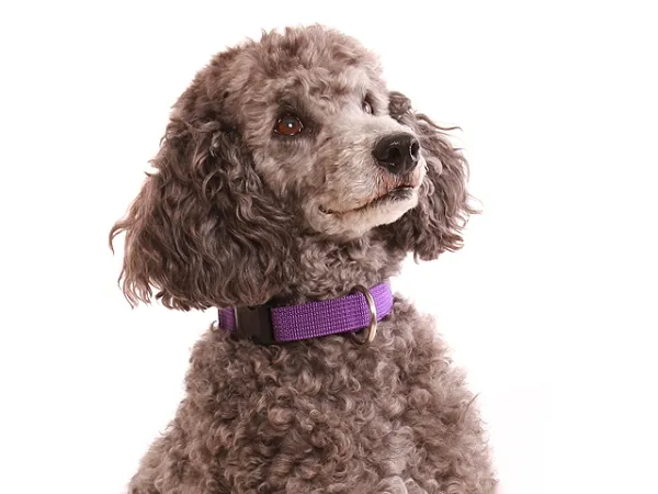 eRPaki BASIC Hundehalsband Langhaar 20mm am Hund