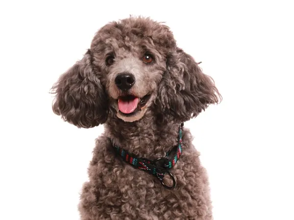 eRPaki Hundehalsband Zugstop 20mm OP am Pudel