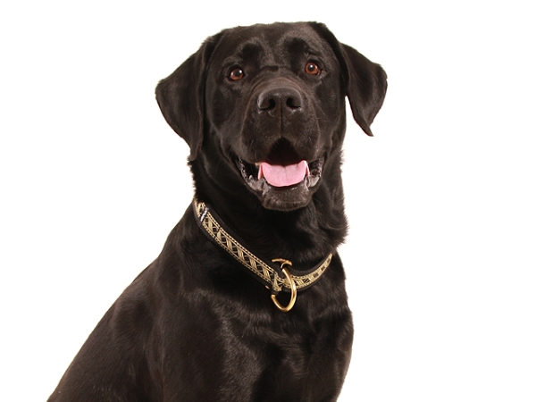 Hund Labrador mit eRPaki Hundehalsband 3cm breit mit Zugstopp und Messing Beschläge verziert mit Borte Mittelalter gold schwarz