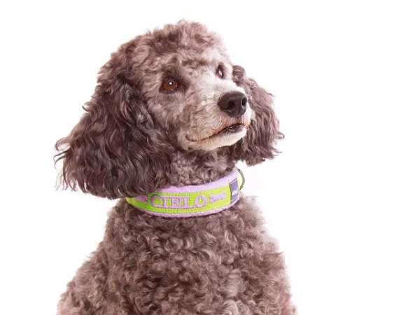 Pudel mit Hundehalsband Klickverschluss mit Namen Fleece Polsterung