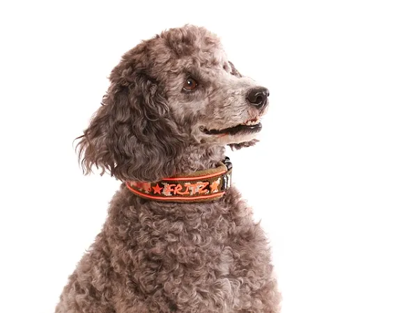 Pudel mit Hundehalsband Klickverschluss mit Namen Fleece Polsterung