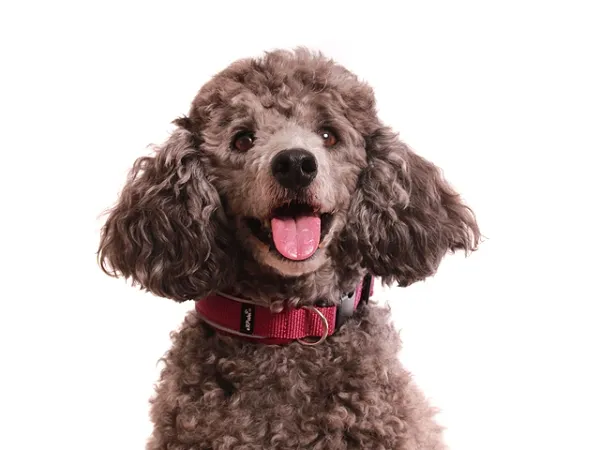 Pudel mit reflektierenden Hundehalsband pink mit Steckschnalle gepolstert mit Softshell pink