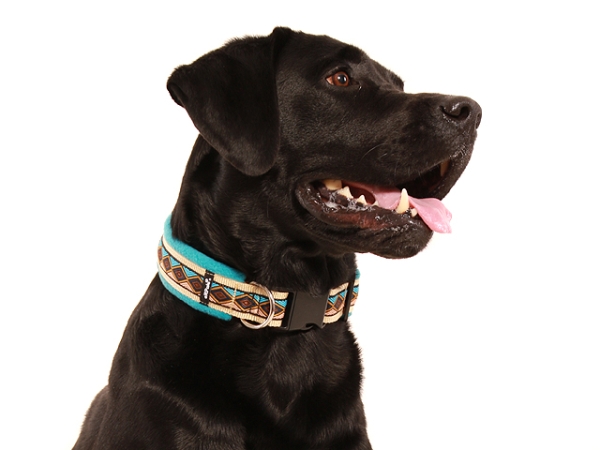 Hund Labrador mit eRPaki Hundehalsband mit Klickverschluss breit verziert mit Borte und gepolstert mit weichem Fleece