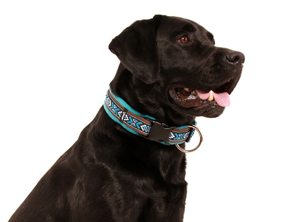 Hund Labrador mit eRPaki Hundehalsband Langhaar breit braun verziert mit Borte und weich gepolstert mit Fleece türkis