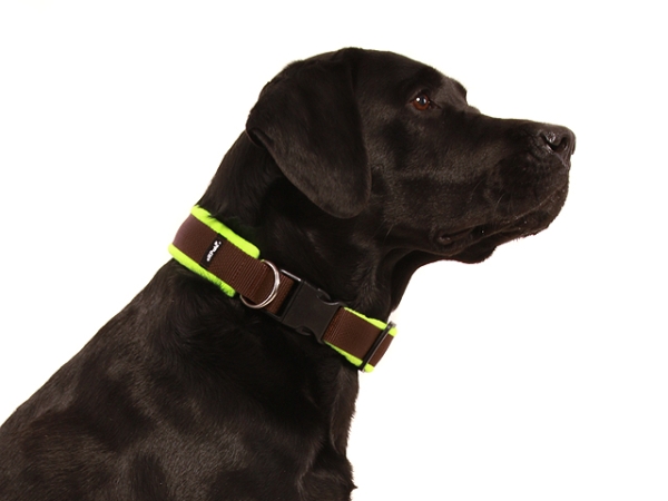 Hund Labrador mit eRPaki Hundehalsband mit Klickverschluss braun breit gepolstert mit weichem neon Fleece