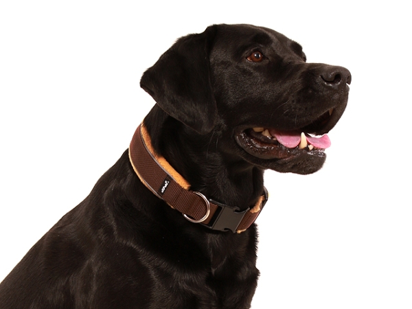 Hund Labrador mit eRPaki Hundehalsband breit braun mit Reflektorband und Klickverschluss gepolstert mit weichem Fleece beige